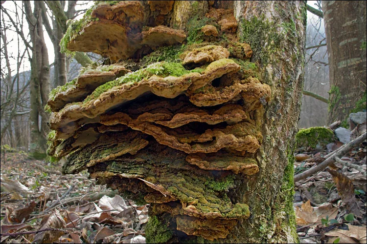 Phylloporia afrospathulata (Phylloporia afrospathulata) — photo mycologique