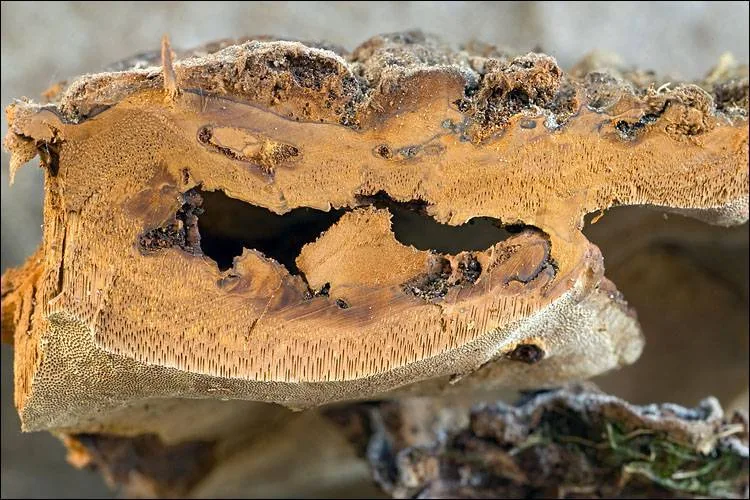 Phylloporia ribis (Phylloporia ribis) — photo mycologique