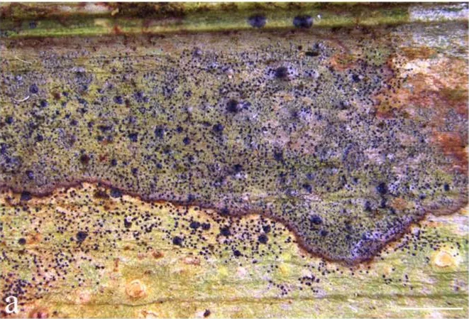 Phylloporis radiata (Phylloporis radiata) — photo mycologique