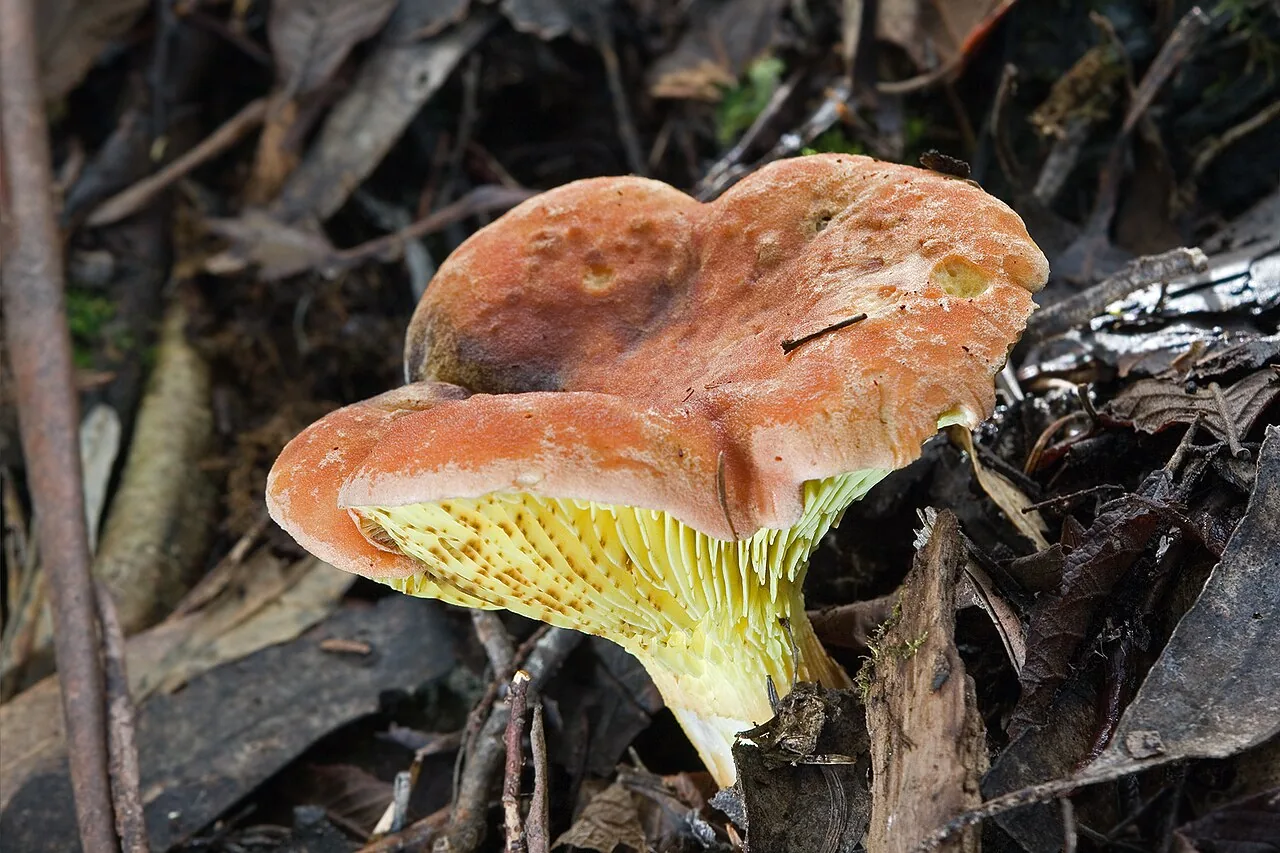 Phylloporus ampliporus (Phylloporus ampliporus) — photo mycologique