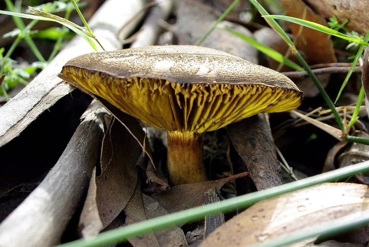 Phylloporus clelandii (Phylloporus clelandii) — photo mycologique