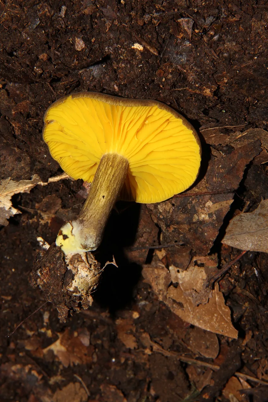 Phylloporus phaeoxanthus (Phylloporus phaeoxanthus) — photo mycologique