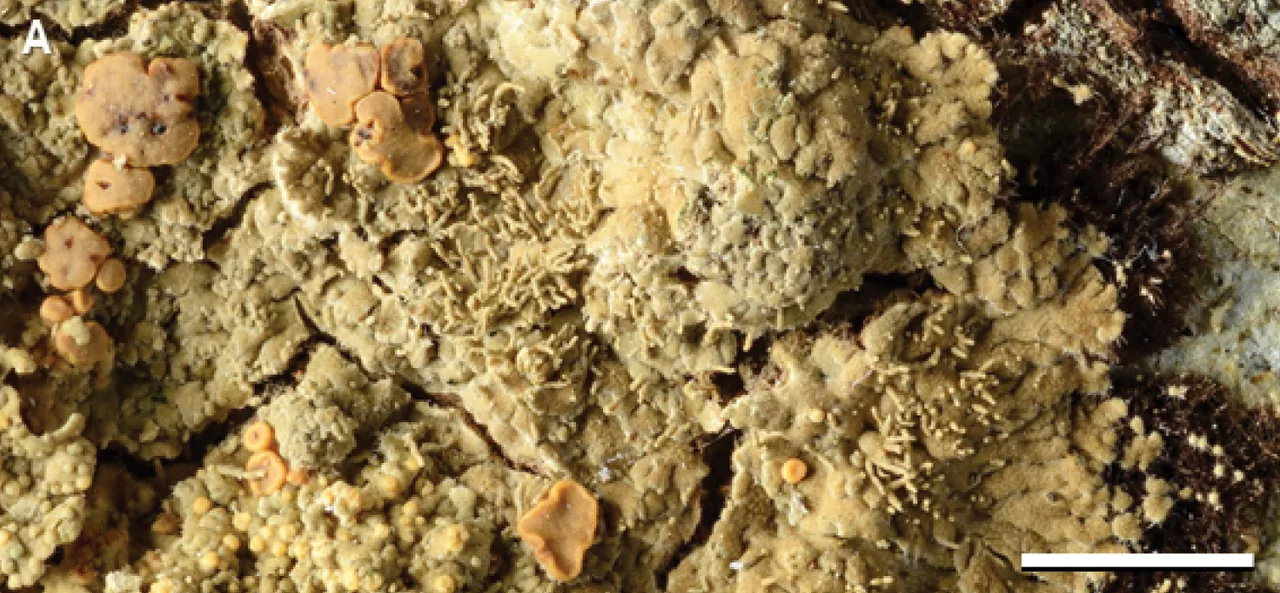 Phyllopsora castaneocincta (Phyllopsora castaneocincta) — photo mycologique