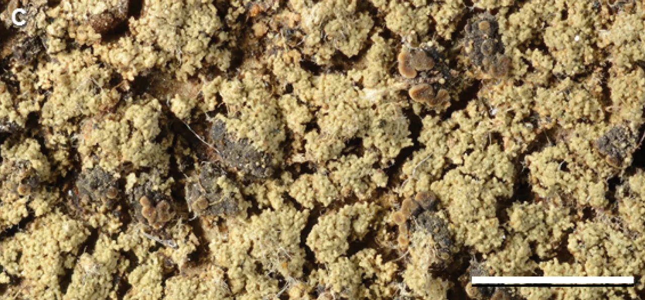 Phyllopsora dolichospora (Phyllopsora dolichospora) — photo mycologique