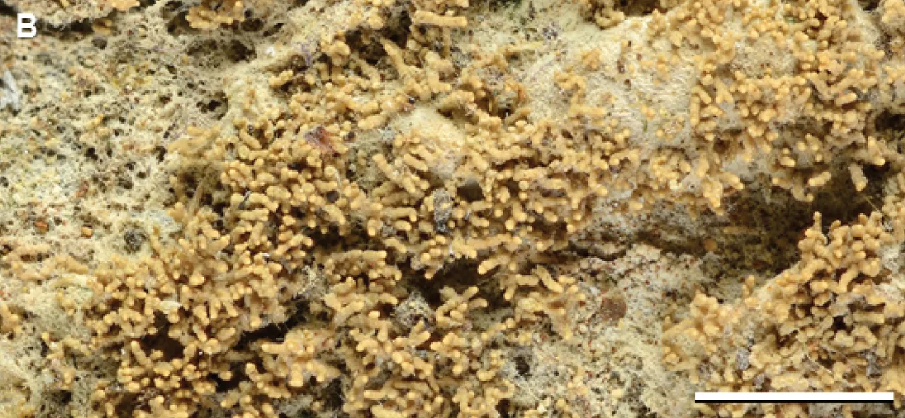 Phyllopsora isidiosa (Phyllopsora isidiosa) — photo mycologique