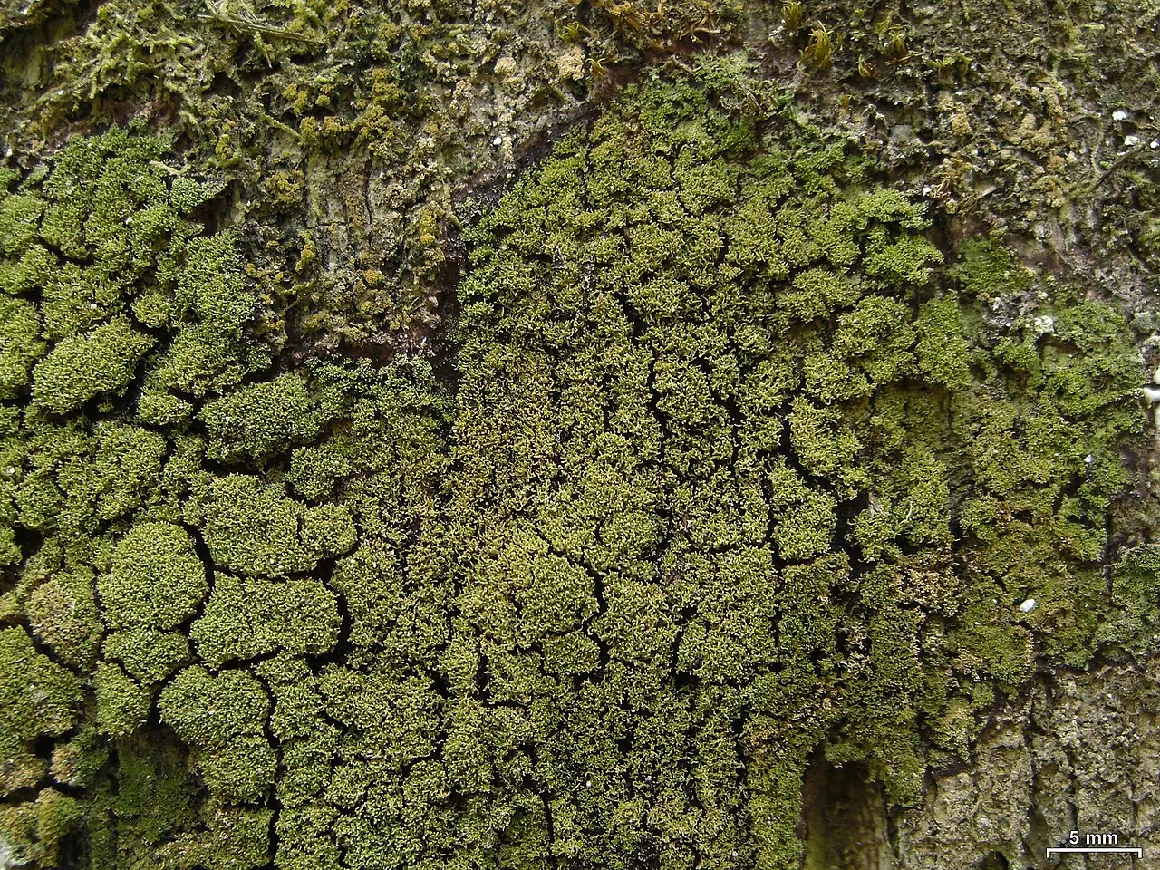 Phyllopsora lividocarpa (Phyllopsora lividocarpa) — photo mycologique