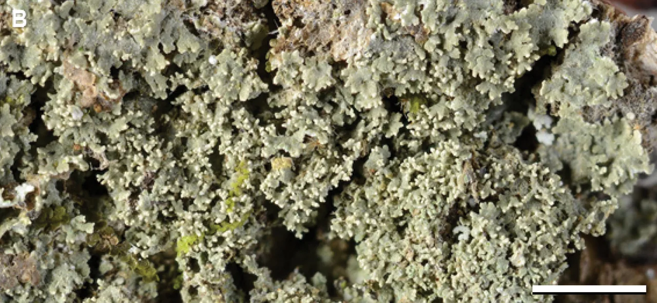 Phyllopsora parvifolia (Phyllopsora parvifolia) — photo mycologique