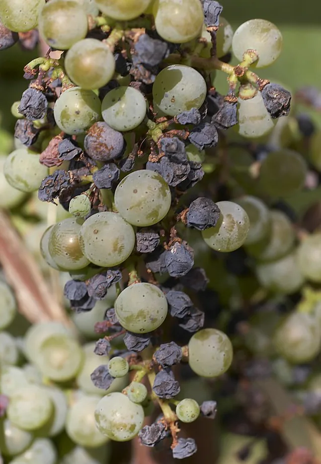 Phyllosticta ampelicida (Phyllosticta ampelicida) — photo mycologique