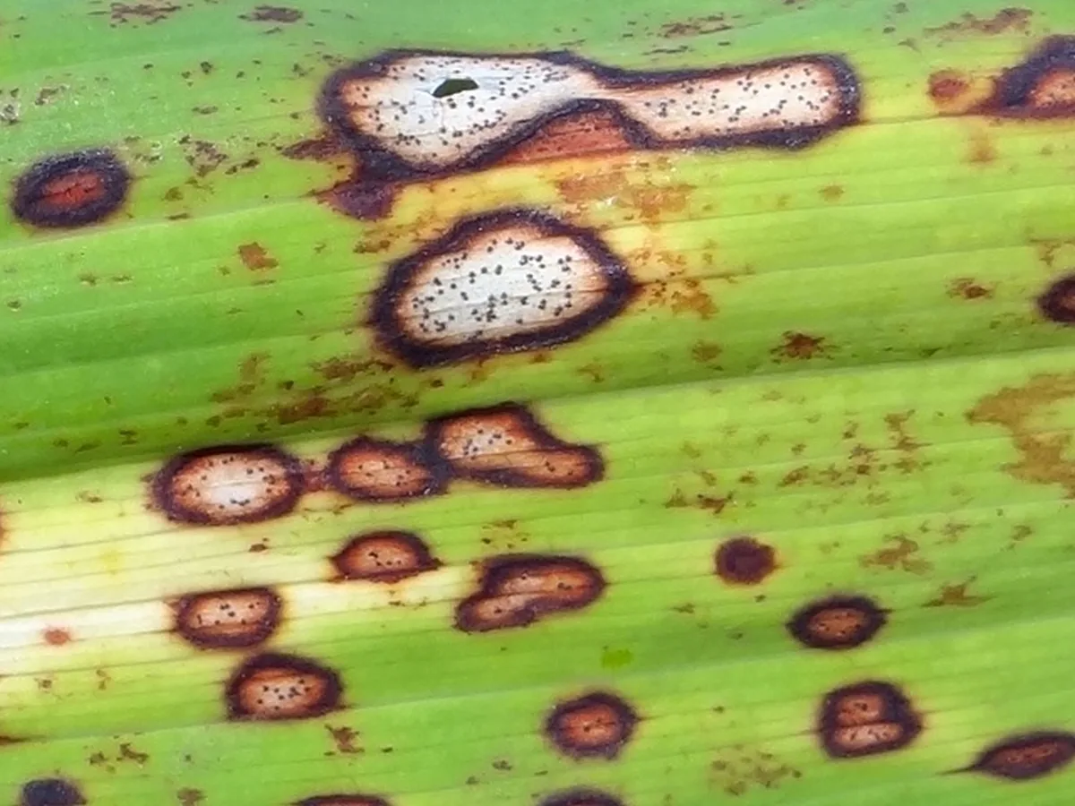 Phyllosticta cacaliae (Phyllosticta cacaliae) — photo mycologique