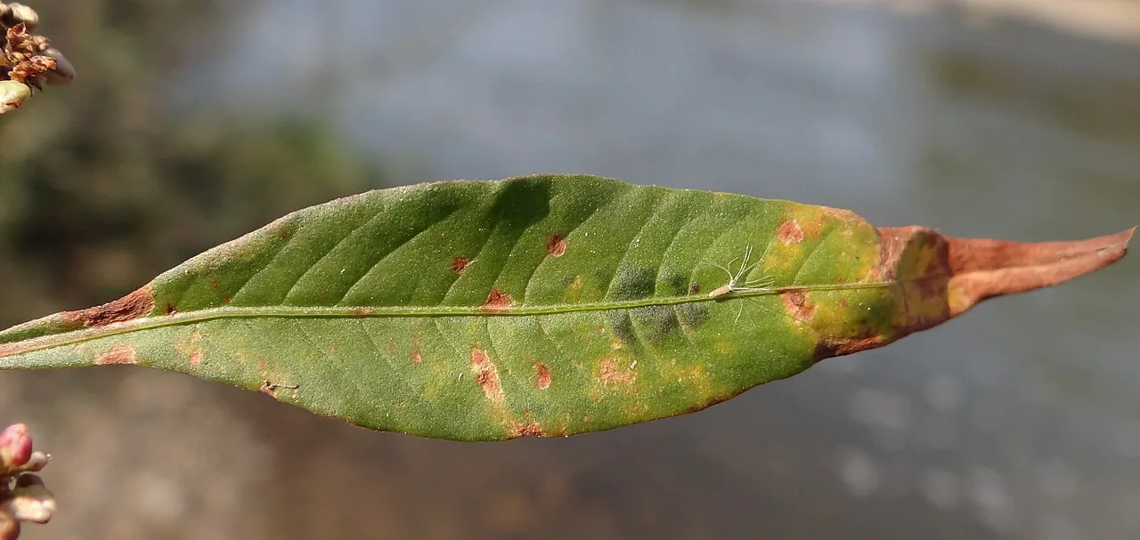 Phyllosticta murrayae (Phyllosticta murrayae) — photo mycologique