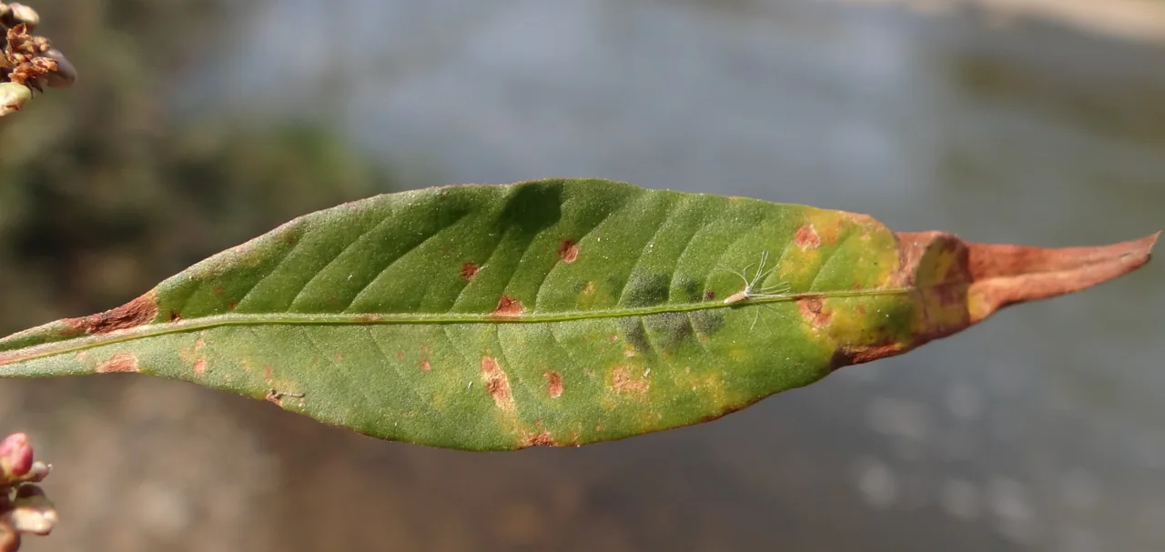 Phyllosticta paulowniae (Phyllosticta paulowniae) — photo mycologique