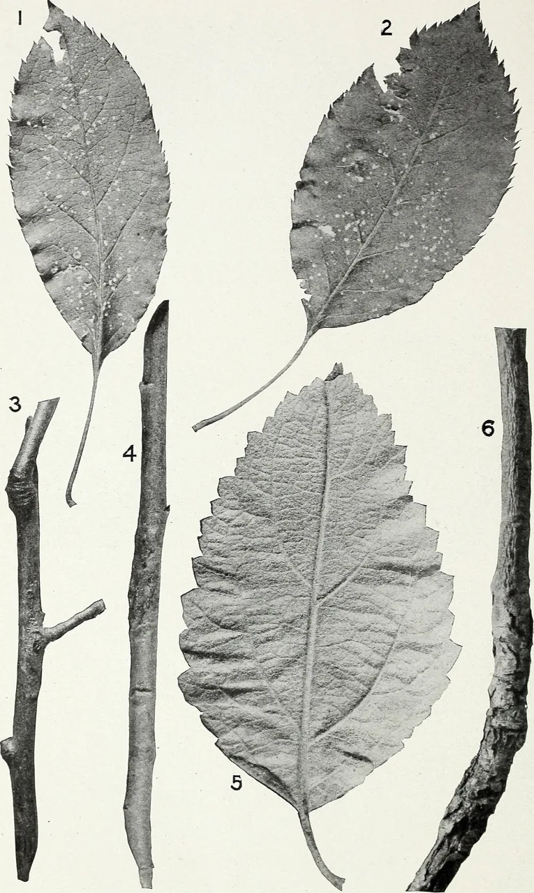 Phyllosticta solitaria (Phyllosticta solitaria) — photo mycologique