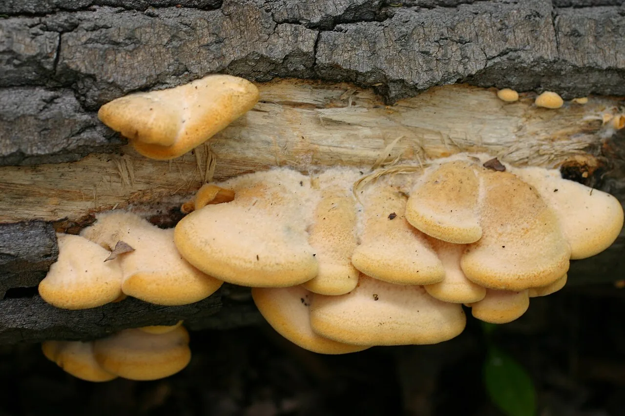 Phyllotopsis subnidulans (Phyllotopsis subnidulans) — photo mycologique