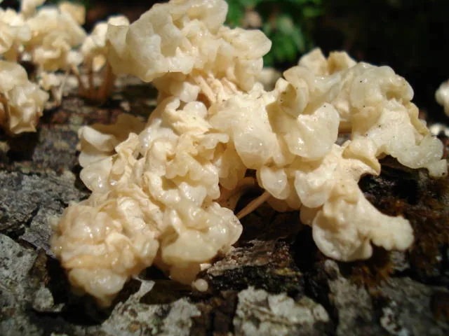 Physalacria stilboidea (Physalacria stilboidea) — photo mycologique