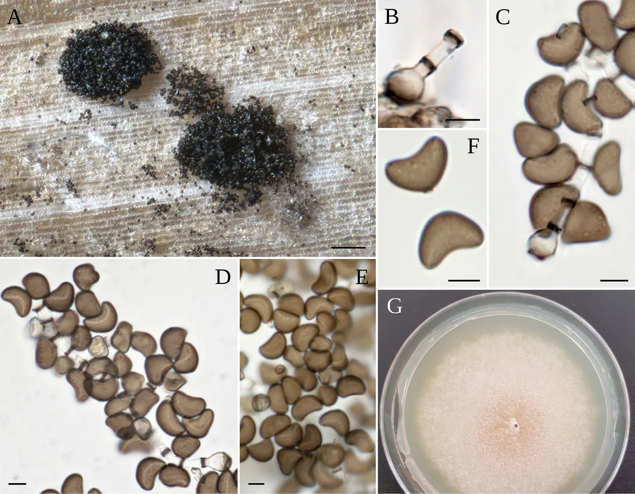 Physalospora peribambusina (Physalospora peribambusina) — photo mycologique