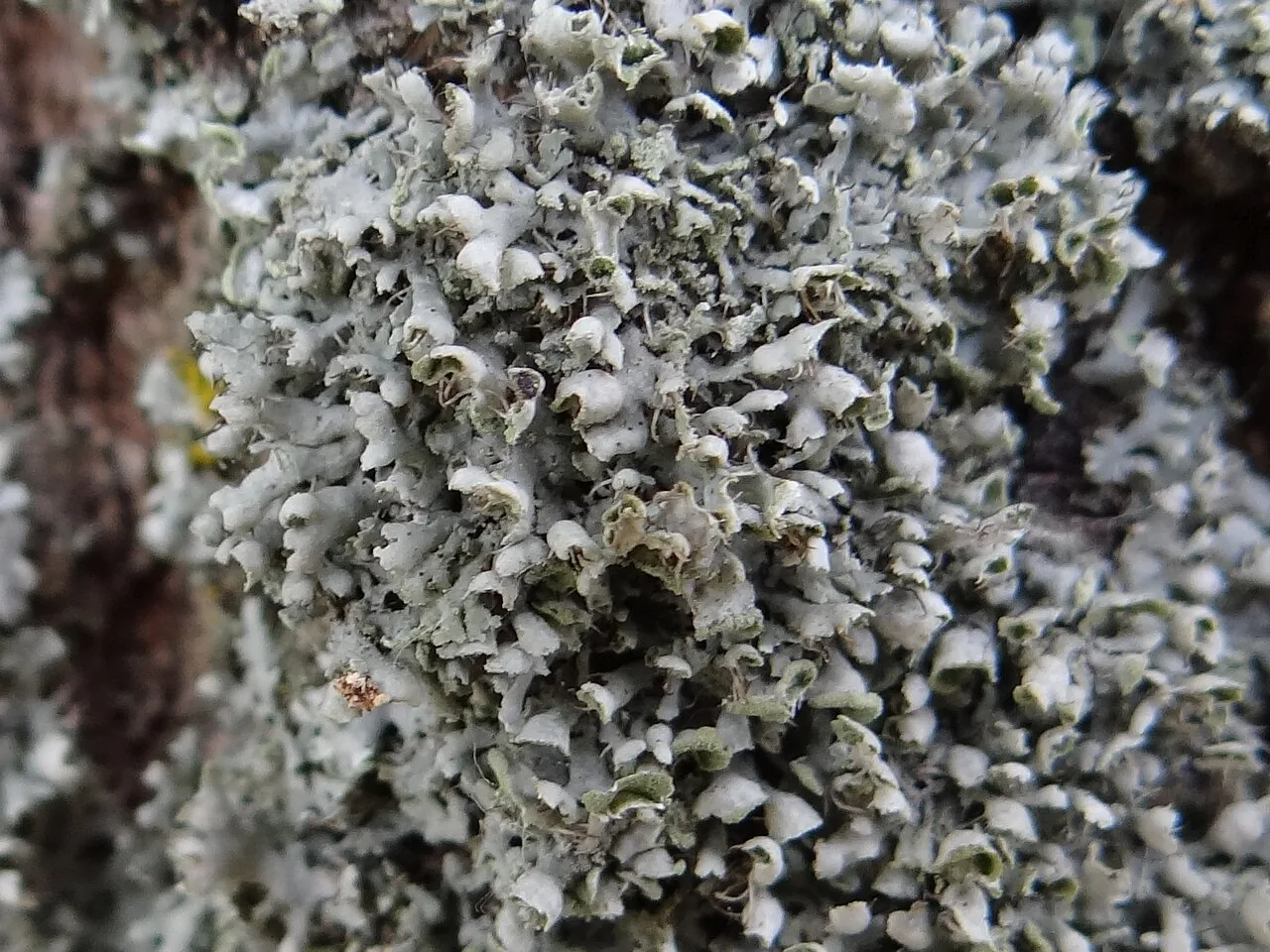 Physcia adscendens (Physcia adscendens) — photo mycologique