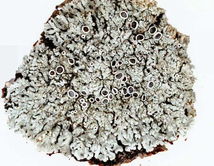 Physcia aipolia (Physcia aipolia) — photo mycologique