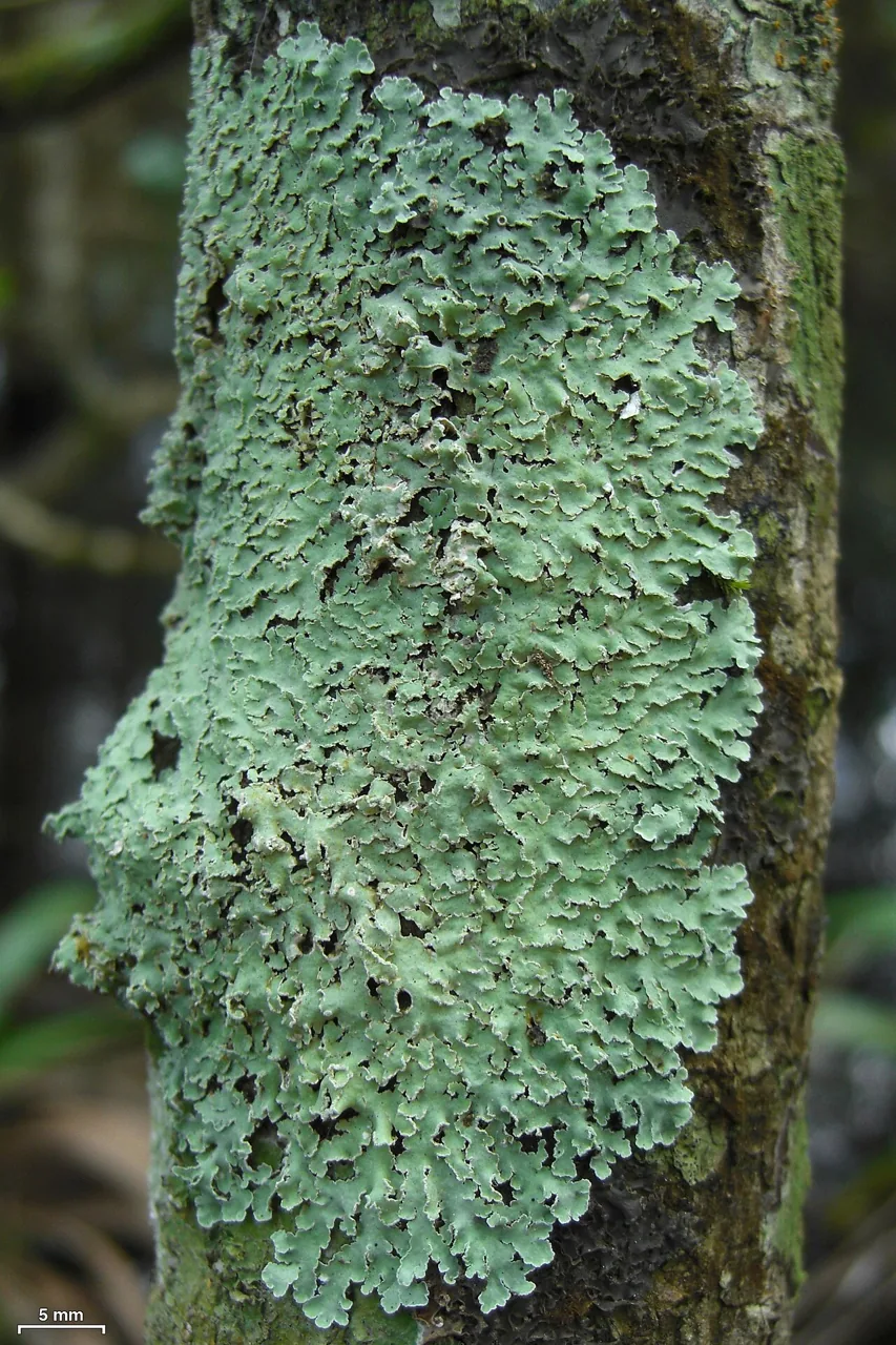 Physcia atrostriata (Physcia atrostriata) — photo mycologique