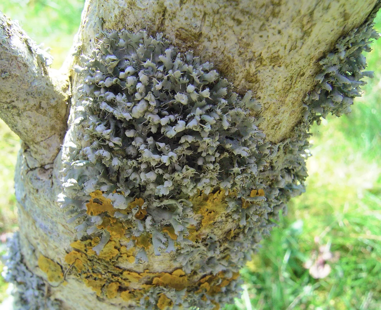 Physcia austrocaesia (Physcia austrocaesia) — photo mycologique