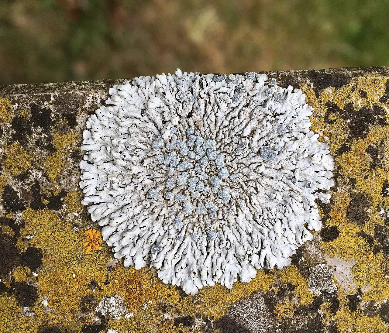 Physcia caesia (Physcia caesia) — photo mycologique