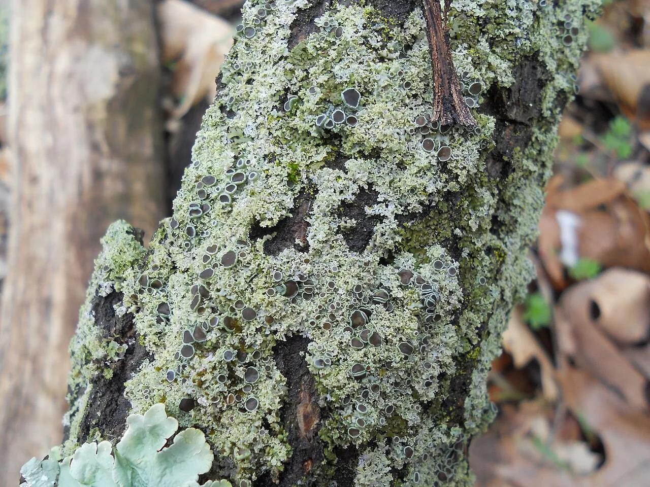 Physcia caesiopsis (Physcia caesiopsis) — photo mycologique