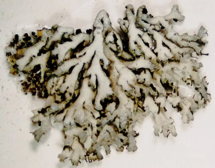 Physcia dubia (Physcia dubia) — photo mycologique