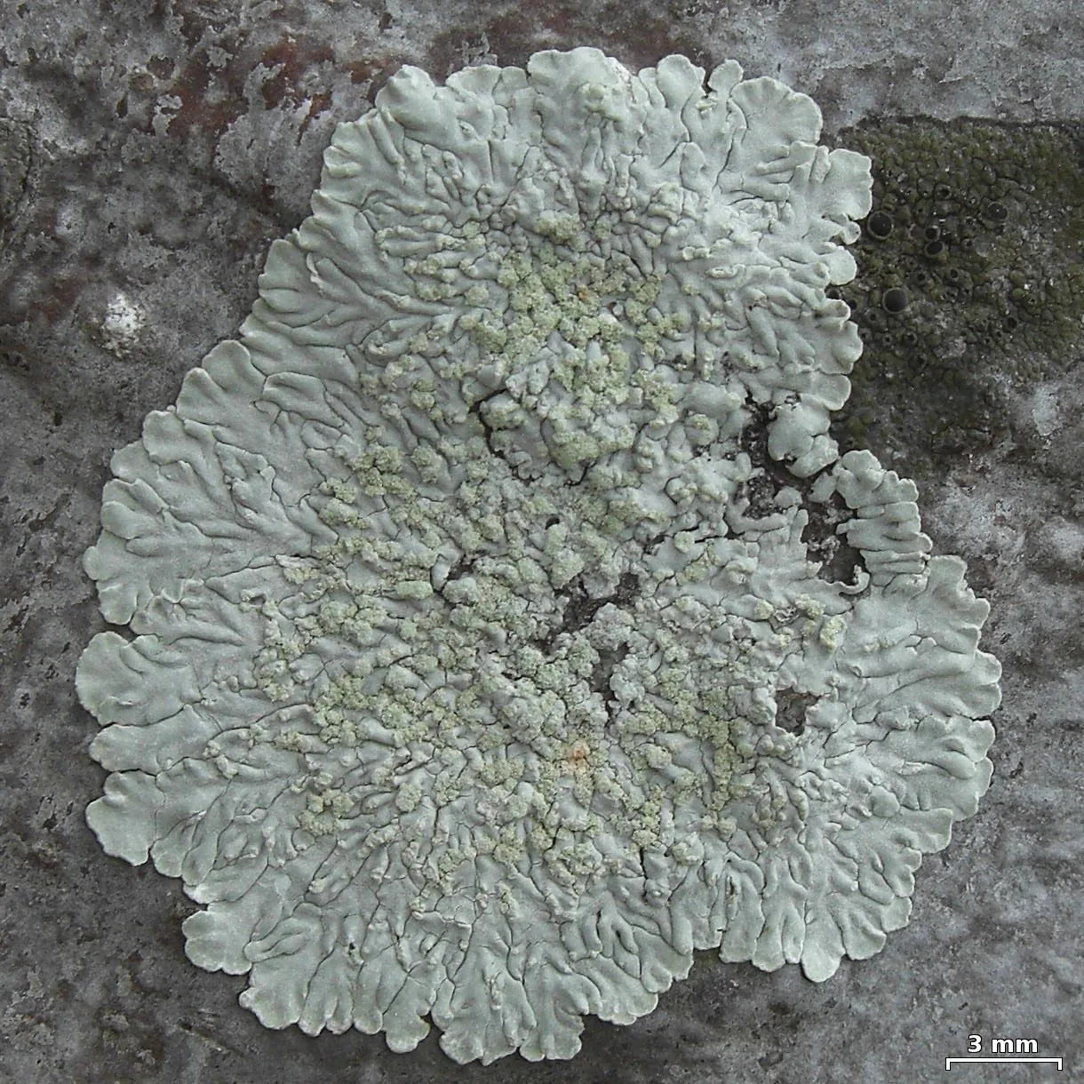 Physcia erumpens (Physcia erumpens) — photo mycologique