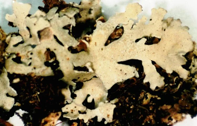 Physcia pseudospeciosa (Physcia pseudospeciosa) — photo mycologique