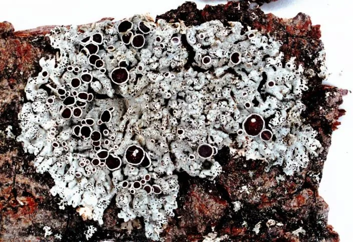 Physcia stellaris (Physcia stellaris) — photo mycologique