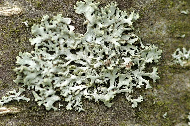 Physcia tenella (Physcia tenella) — photo mycologique