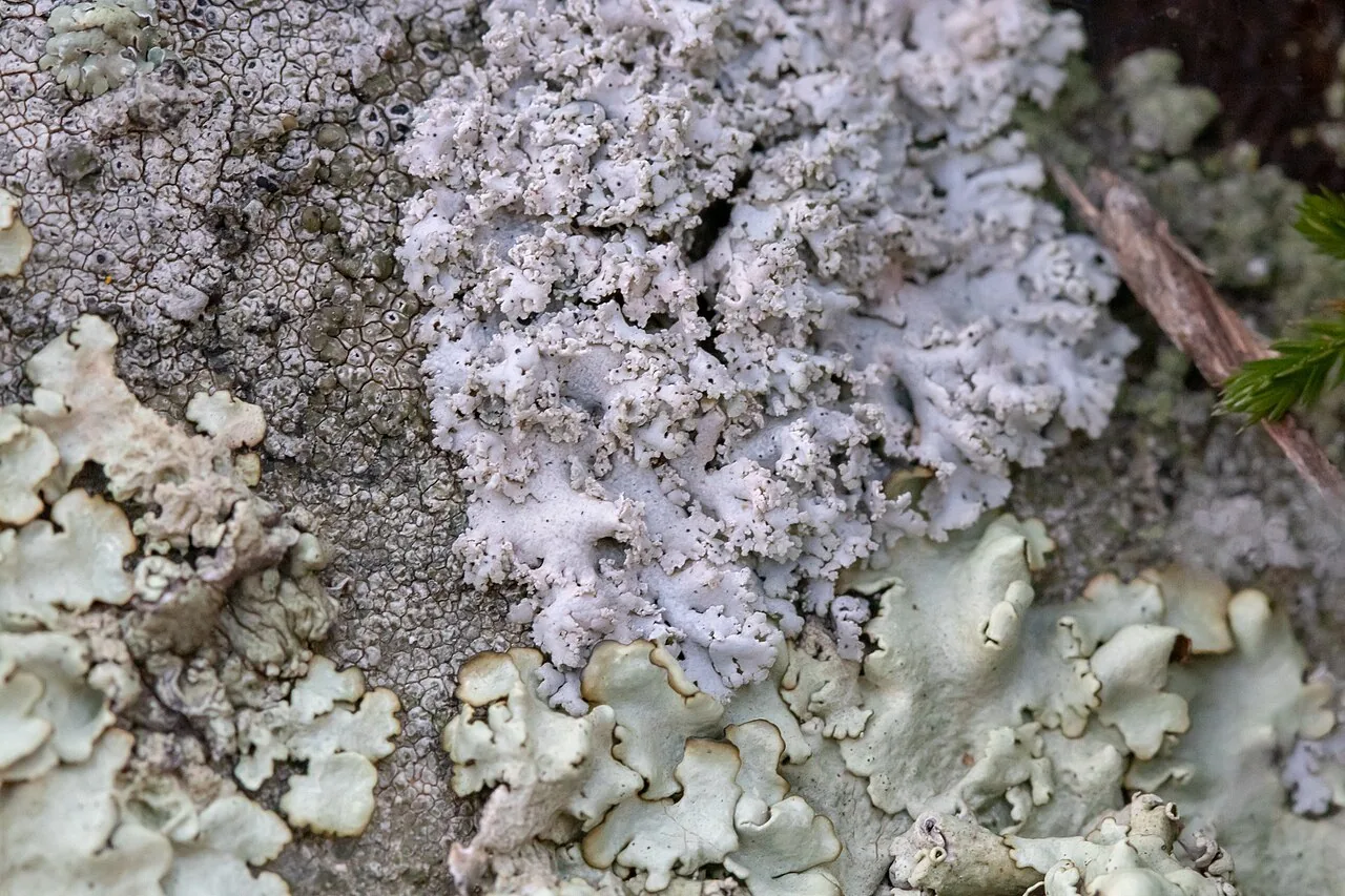 Physcia tribacia (Physcia tribacia) — photo mycologique