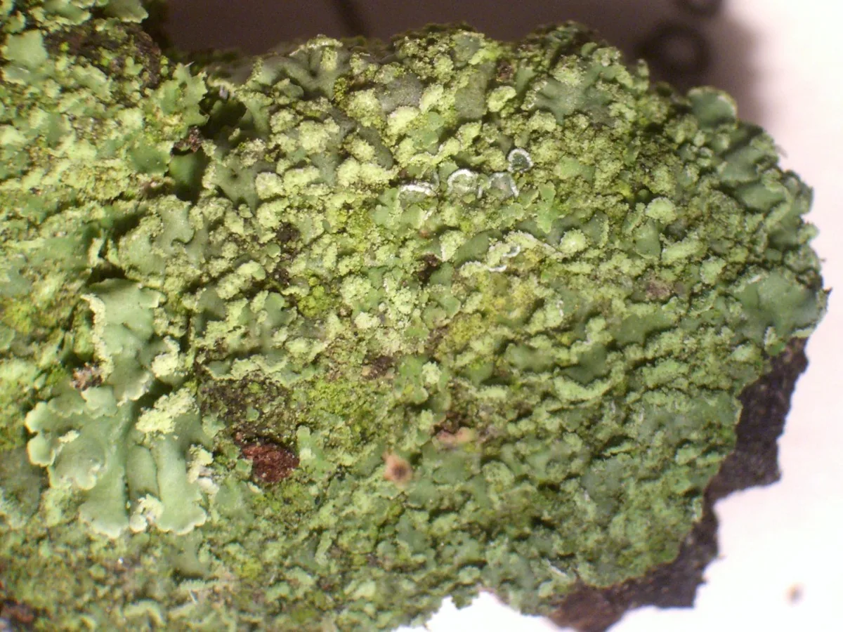 Physciella neotropica (Physciella neotropica) — photo mycologique