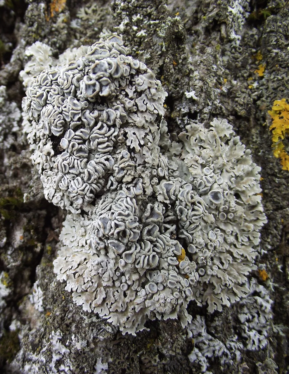 Physconia distorta (Physconia distorta) — photo mycologique