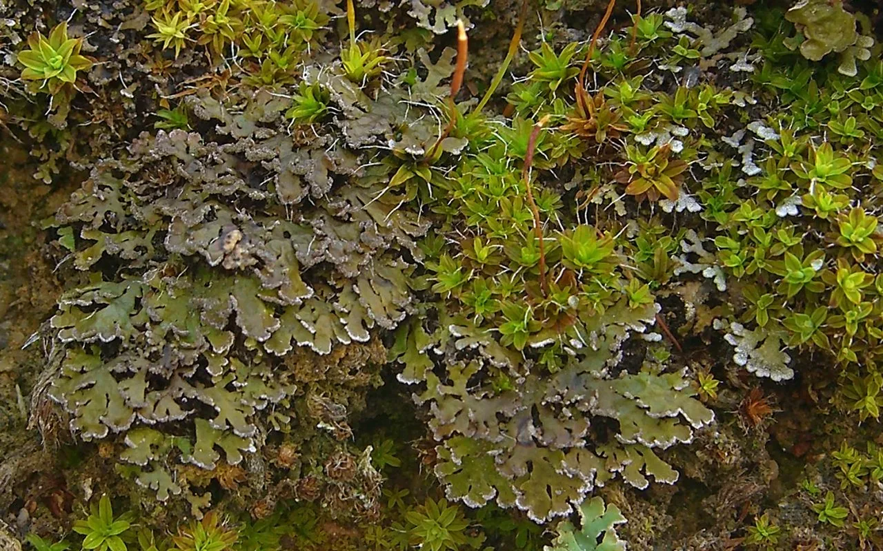 Physconia perisidiosa (Physconia perisidiosa) — photo mycologique