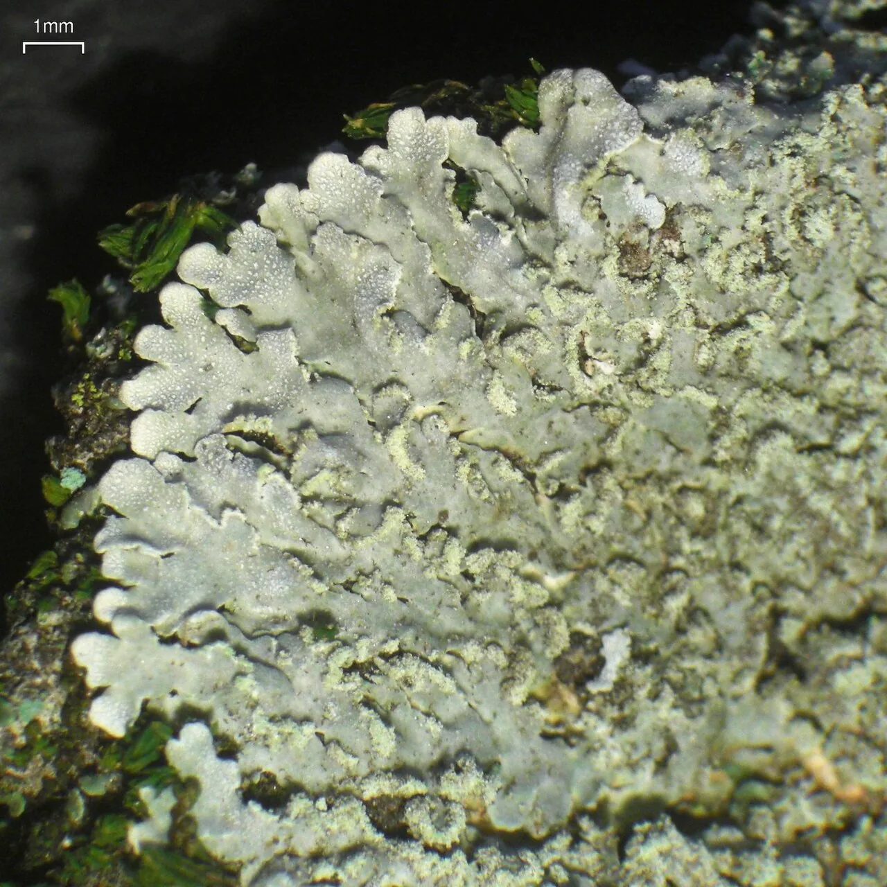 Physconia servitii (Physconia servitii) — photo mycologique