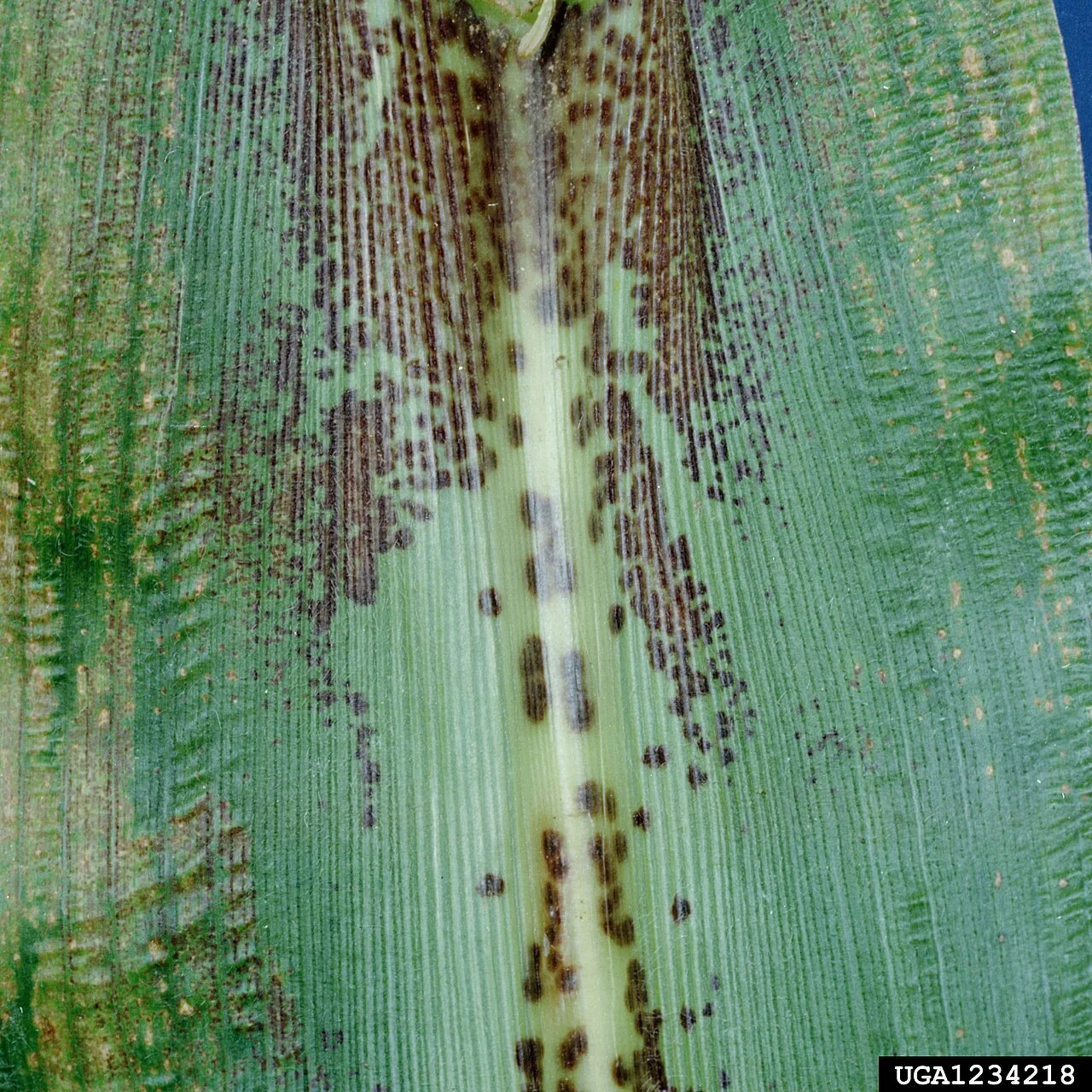 Physoderma allii (Physoderma allii) — photo mycologique