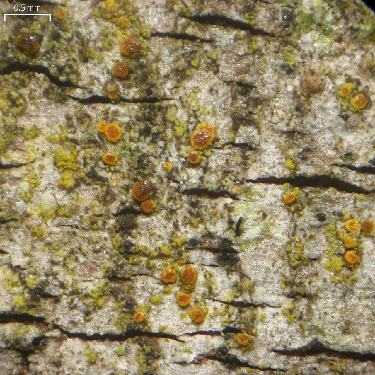Piccolia elmeri (Piccolia elmeri) — photo mycologique