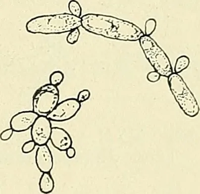 Pichia rarassimilans (Pichia rarassimilans) — photo mycologique