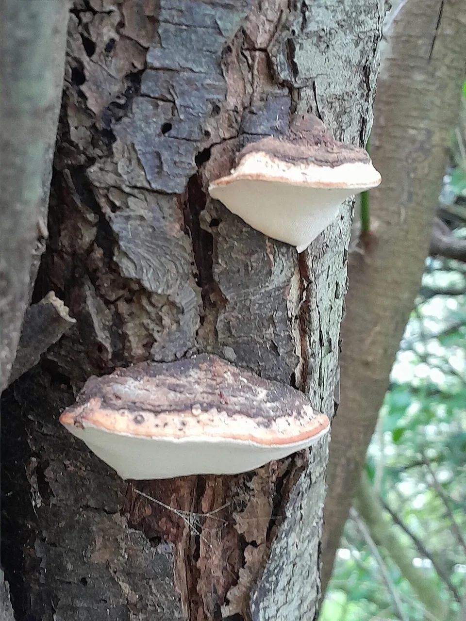 Pilatoporus ostreiformis (Pilatoporus ostreiformis) — photo mycologique