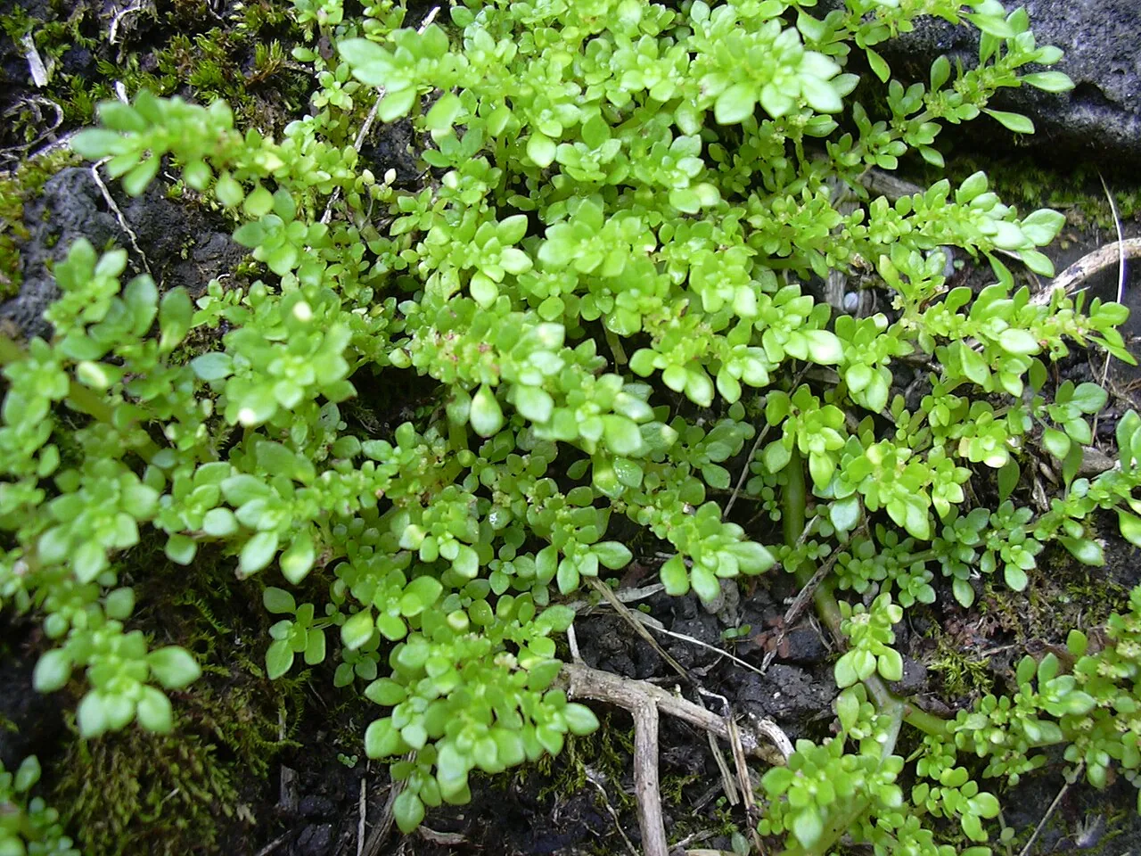 Pilée à petites feuilles (Pilea microphylla) : photo botanique