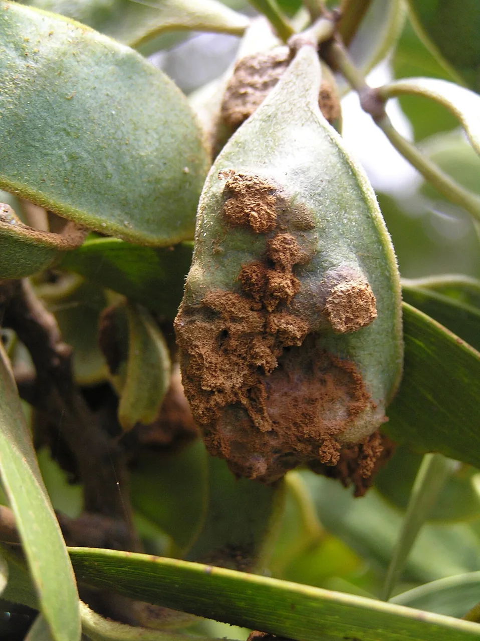 Pileolaria terebinthi (Pileolaria terebinthi) — photo mycologique