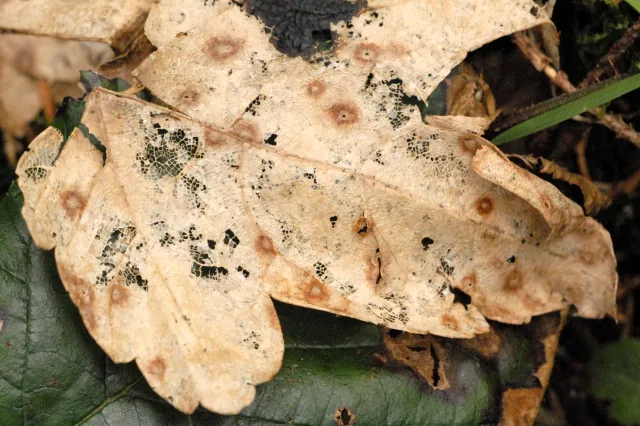 Pilidium novae-zelandiae (Pilidium novae-zelandiae) — photo mycologique