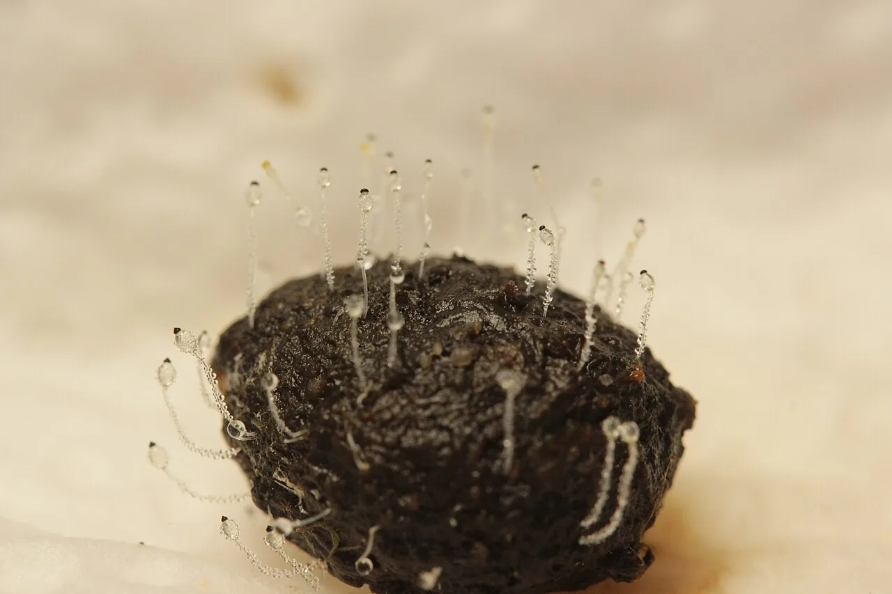 Pilobolus roridus (Pilobolus roridus) — photo mycologique