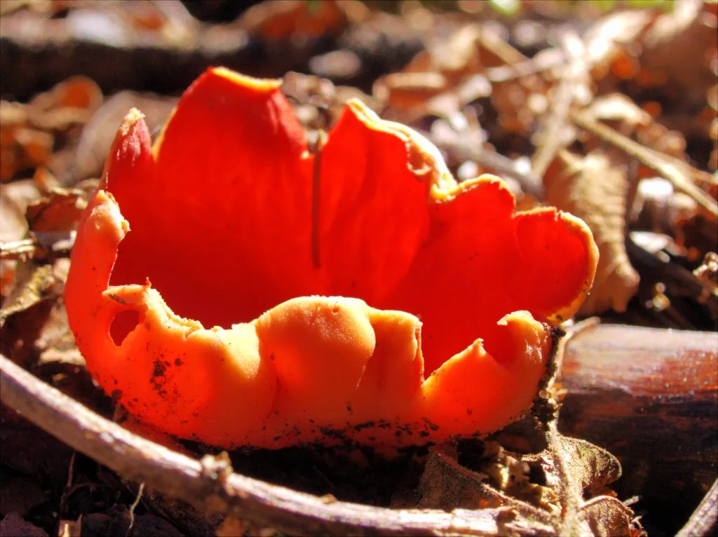 Pilocratera abnormis (Pilocratera abnormis) — photo mycologique