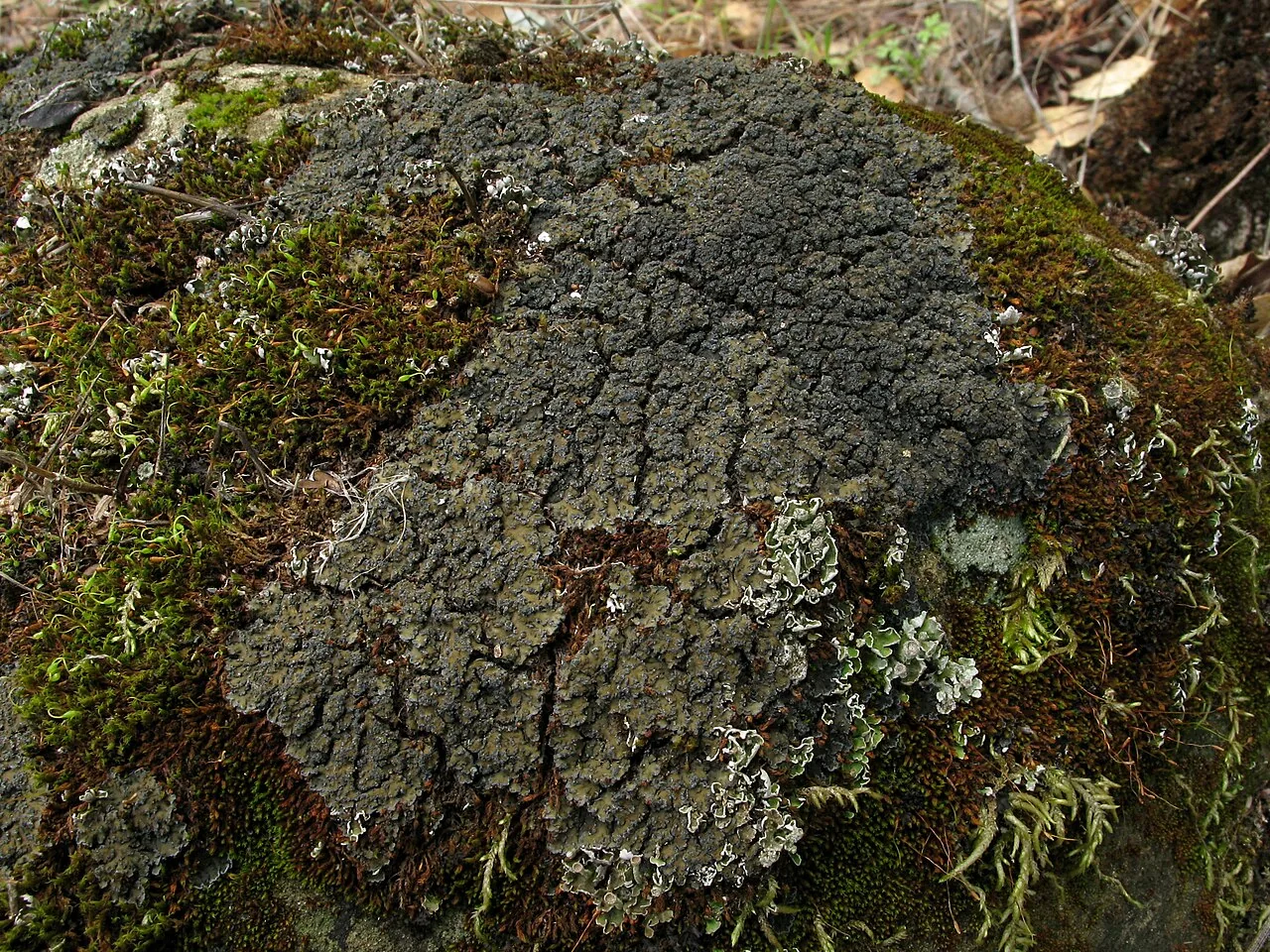Pilonema contextum (Pilonema contextum) — photo mycologique