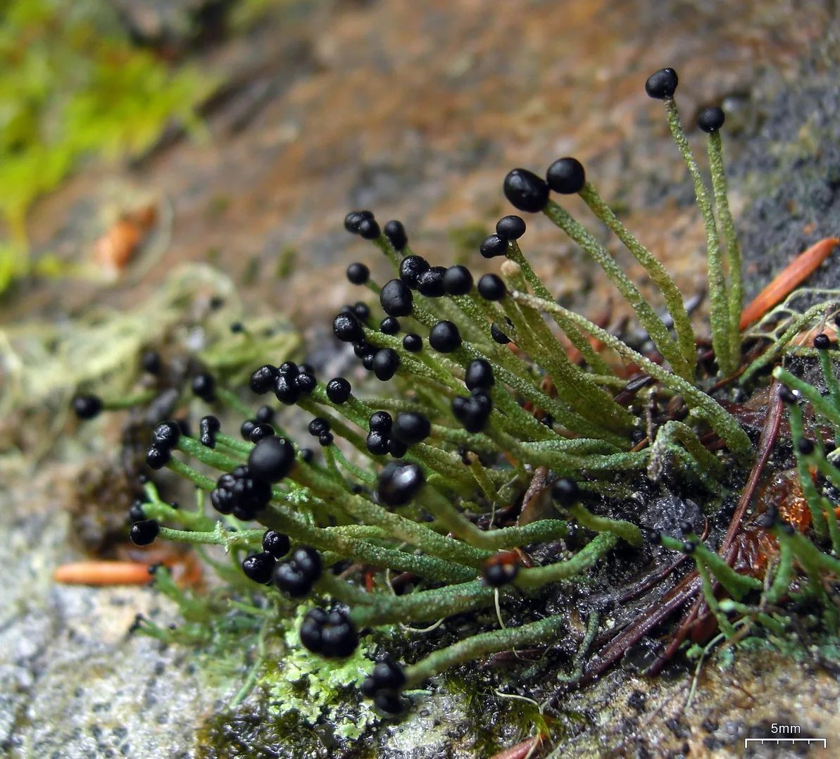 Pilophorus acicularis (Pilophorus acicularis) — photo mycologique