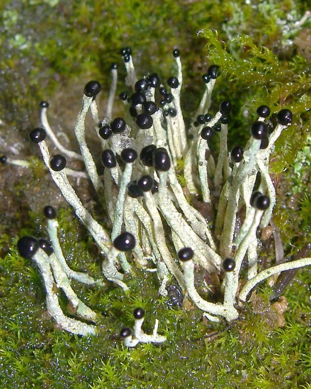 Pilophorus robustus (Pilophorus robustus) — photo mycologique