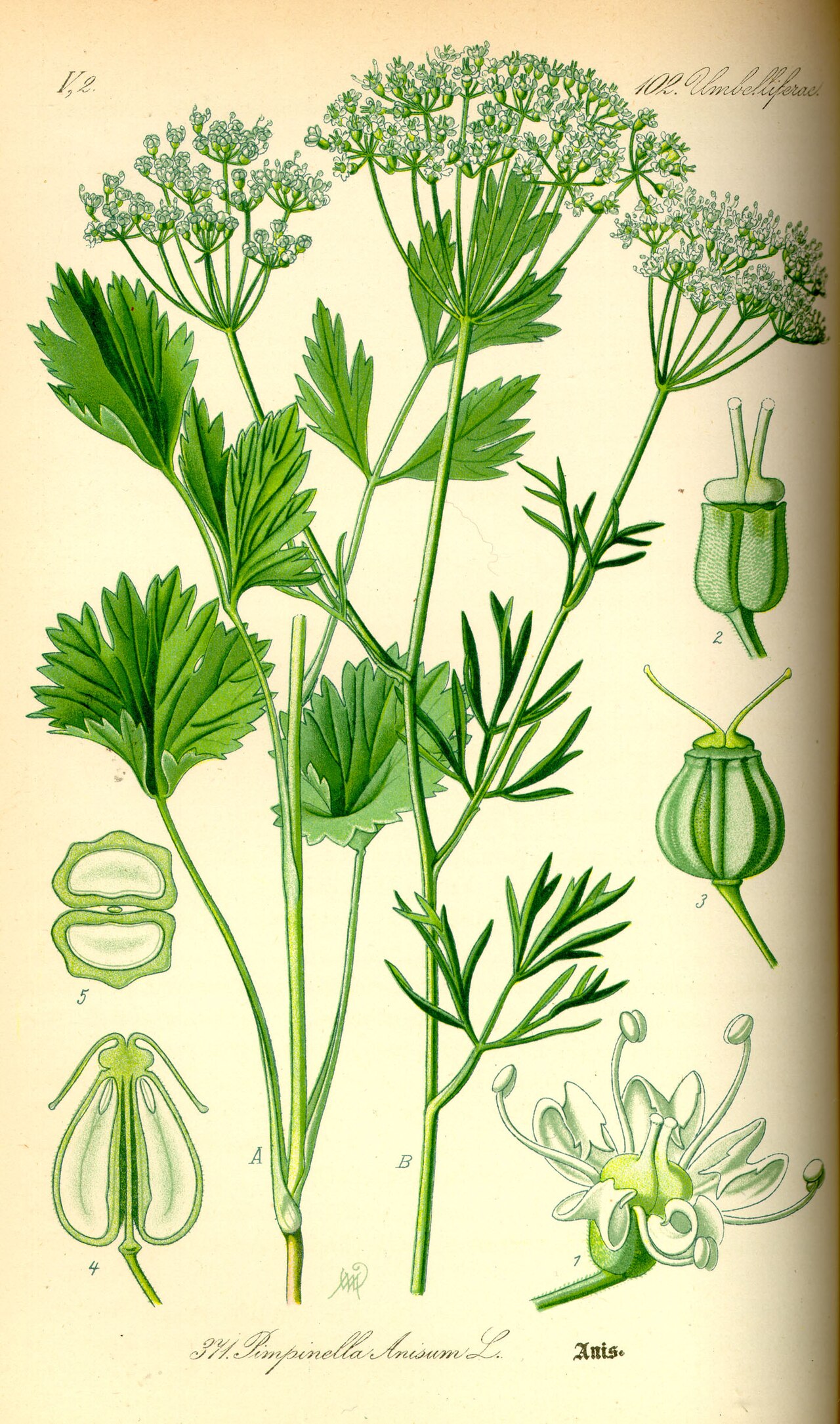 Anis / Boucage (Pimpinella) — photo botanique