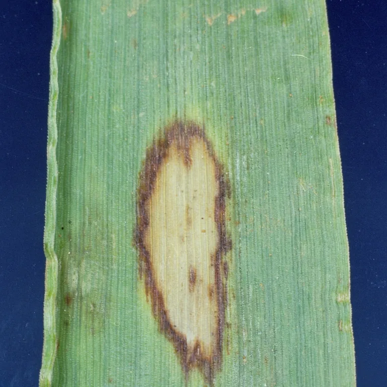 Pirottaea astragali (Pirottaea astragali) — photo mycologique