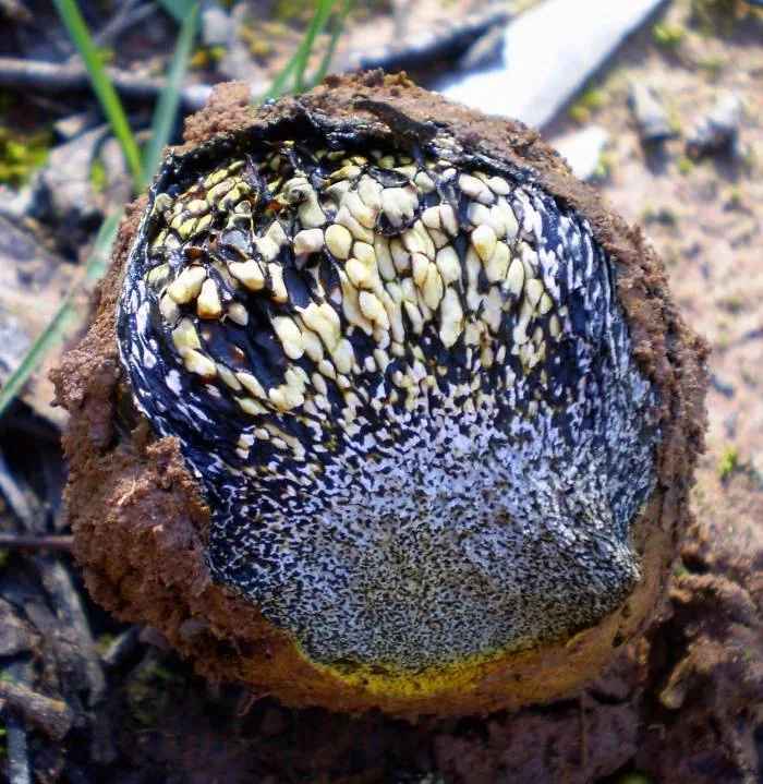 Pisolithus microcarpus (Pisolithus microcarpus) — photo mycologique